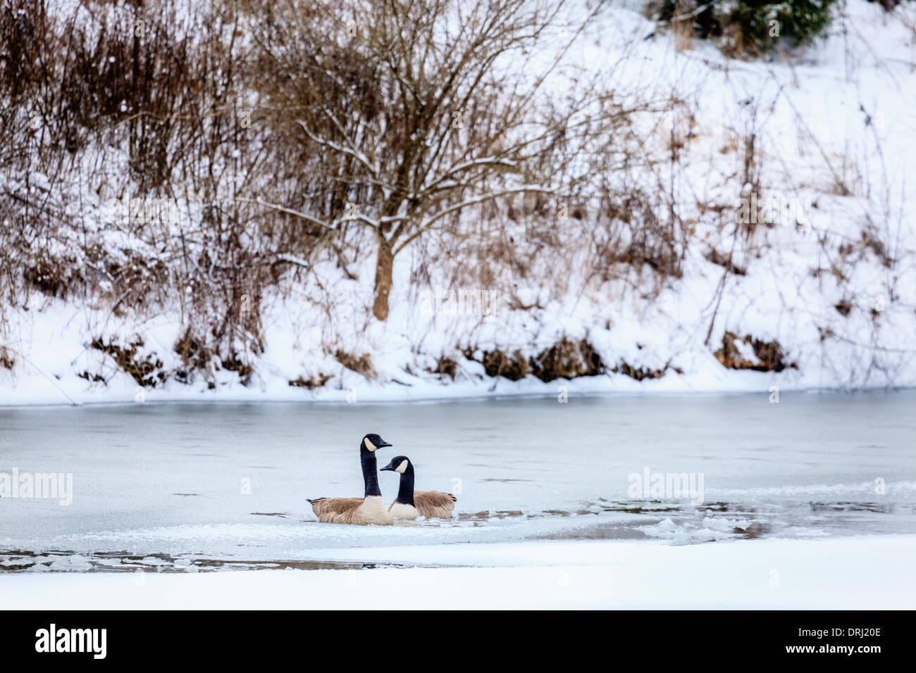 Oche canadesi sulle sponde di un lago in Central Kentucky in inverno Foto Stock