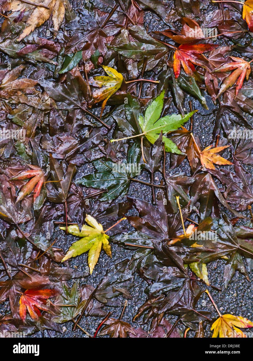 Variopinto caduto foglie su un marciapiede umido Foto Stock