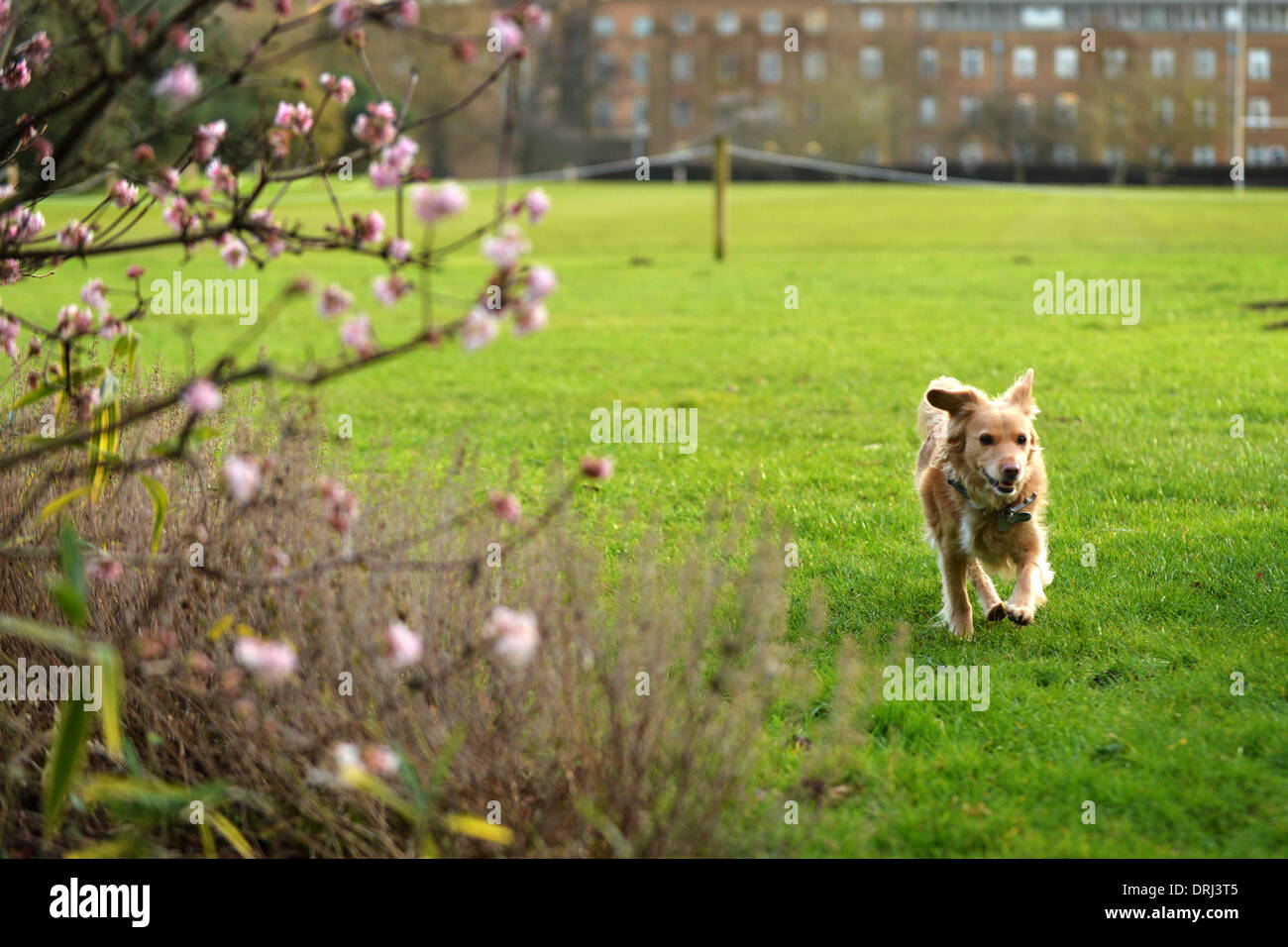 Parchi universitari, Oxford, Oxfordshire, Regno Unito. 27 gennaio, 2014. Un cane corre da una fioritura rosa bush in parchi Universitari di Oxford. Il mite inverno meteo in tutto il Regno Unito porta un inizio primavera. Credito: Sidney Bruere/Alamy Live News Foto Stock