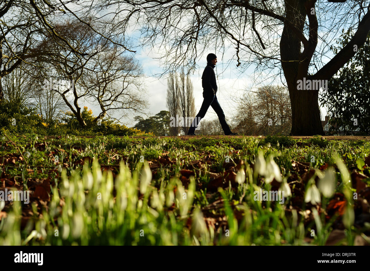 Parchi universitari, Oxford, Oxfordshire, Regno Unito. 27 gennaio, 2014. Un viandante assume il vantaggio di una soleggiata ora di pranzo per ottenere qualche esercizio. Cadute di neve bloom sotto il sole presso l' Università di parchi a Oxford. Il mite inverno meteo in tutto il Regno Unito porta un inizio primavera. Credito: Sidney Bruere/Alamy Live News Foto Stock