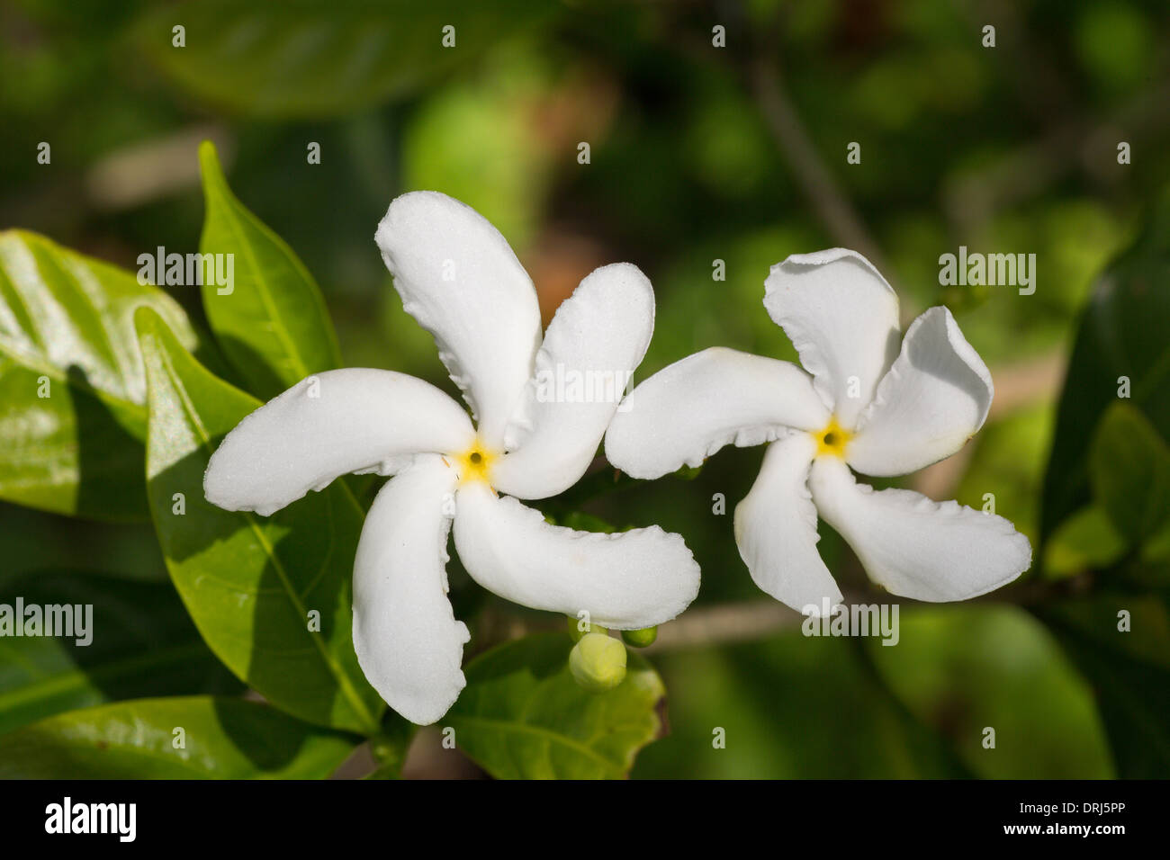 Primo piano della girandola Jasmine Tabernaemontana divaricata da India e Sud-est asiatico Foto Stock