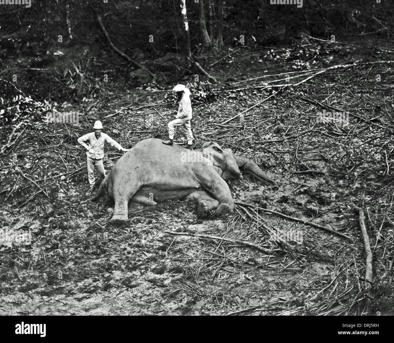 Big game hunters con elefante, India Foto Stock