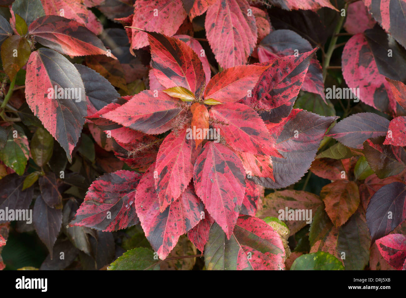 Primo piano di foglie rosse di Copperleaf Acalypha wilkesiana impianto Foto Stock