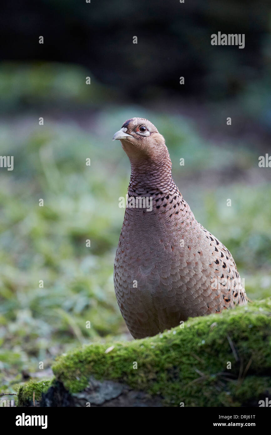 Gallina Fagiana, Phasianus colchicus, East Yorkshire, Regno Unito Foto Stock