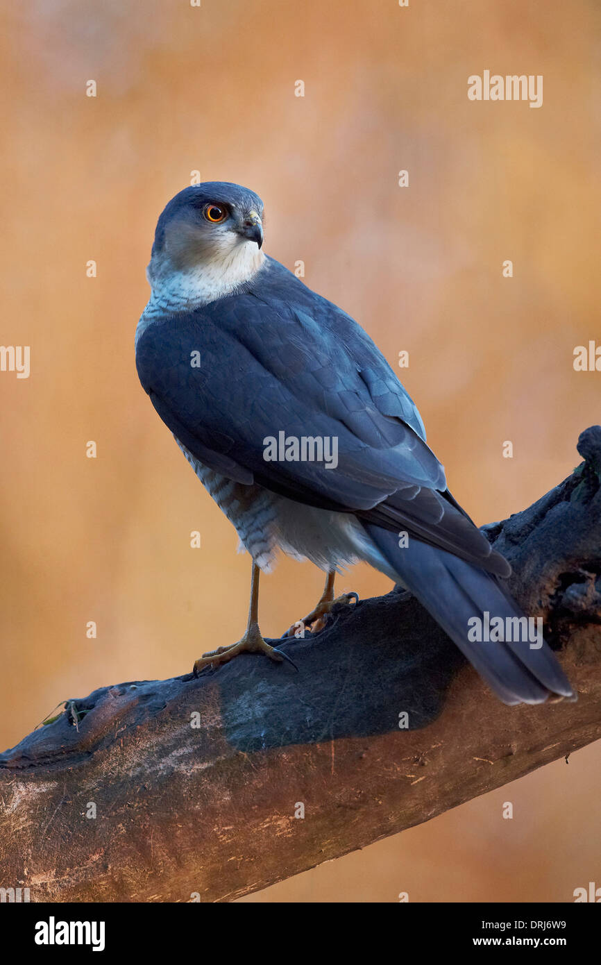 Maschio, Sparviero Accipiter nisus, appollaiato su un ramo nodose cercando di avviso, East Yorkshire, Regno Unito Foto Stock