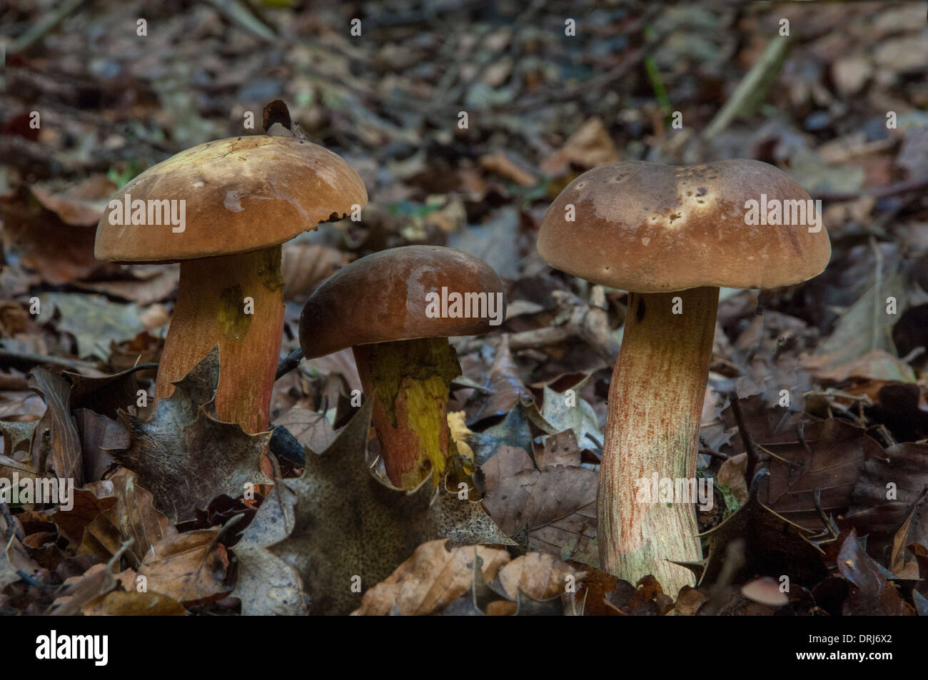 Boletus luridiformis funghi sul pavimento del bosco Foto Stock