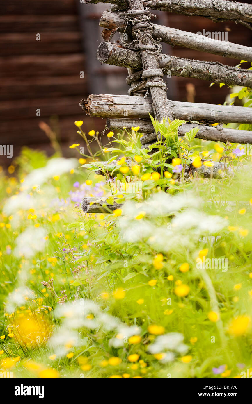 Recinzione di campo in un summergarden.Knupbodarna,Svezia Foto Stock