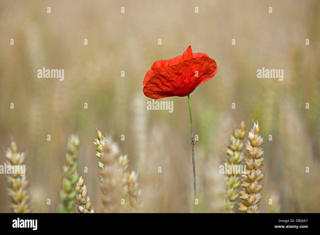 Paesaggio rurale che mostra comune rosso papavero / campo di papavero (Papaver rhoeas) fioritura in cornfield su terreno coltivato in estate Foto Stock
