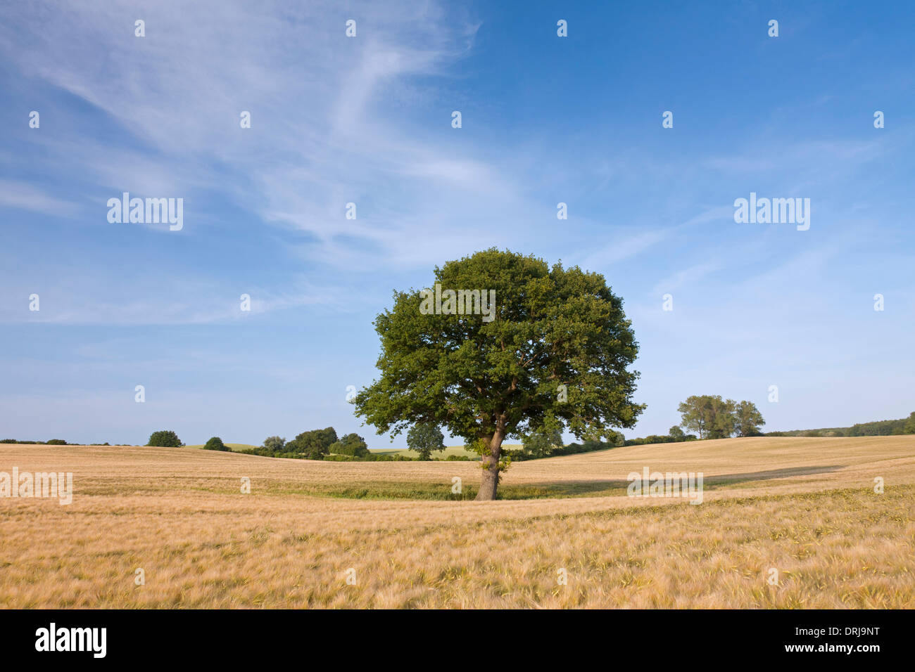 Inglese / Quercia Pendulate quercia (Quercus robur), albero solitario nel campo di grano in estate Foto Stock
