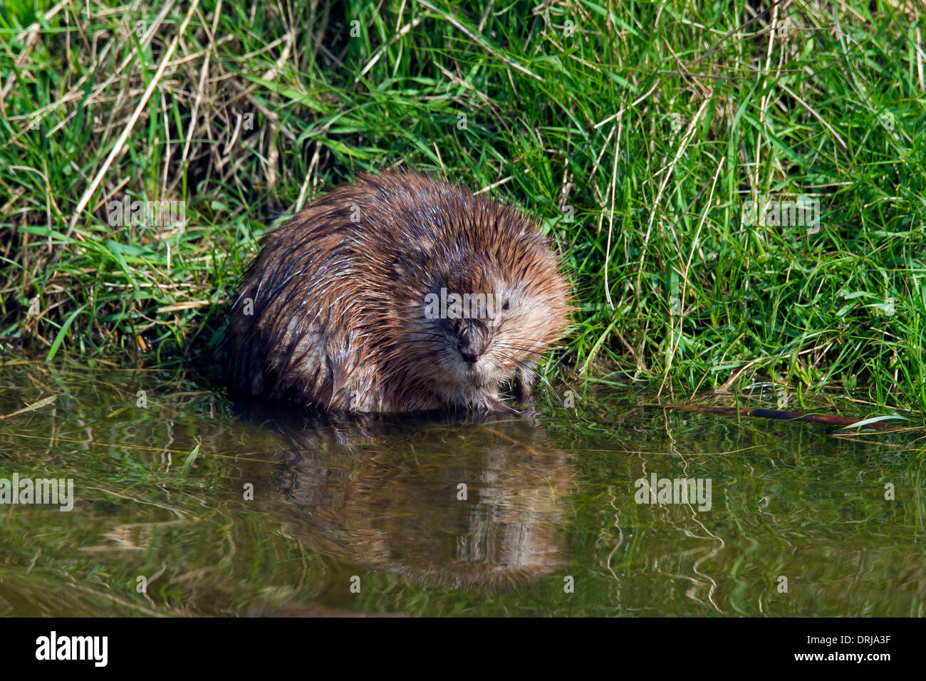 Topo muschiato (Ondatra zibethicus) introdotto esotiche specie originaria del Nord America rovistando lungo argine Foto Stock