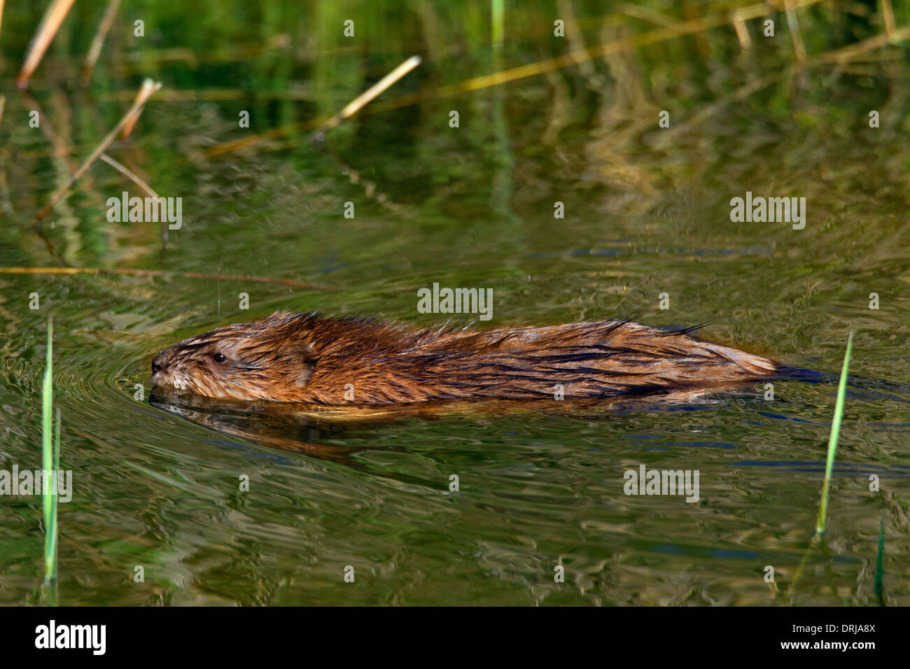 Topo muschiato (Ondatra zibethicus) introdotto esotiche specie originaria del Nord America il nuoto in zona umida Foto Stock