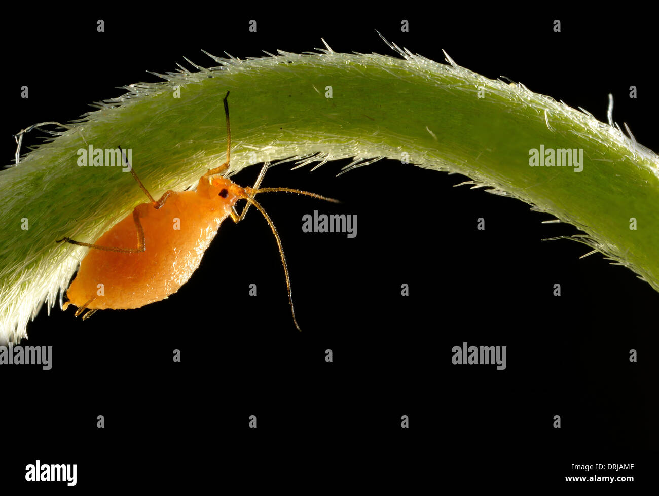 Afide del tubo (Aphidoidea) animale giovane sul peduncolo uno su una margherita (Bellis perennis) nella luce posteriore, extreme macroadmission, Röhr Foto Stock