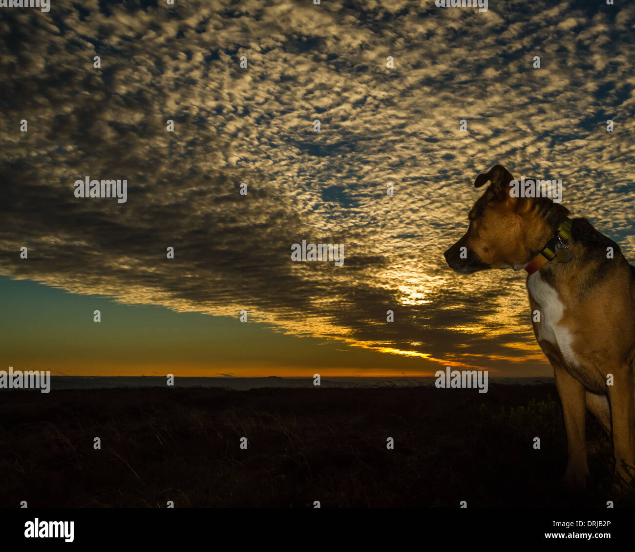 Cane godendo del tramonto su mori, il Yorkshire, Regno Unito Foto Stock