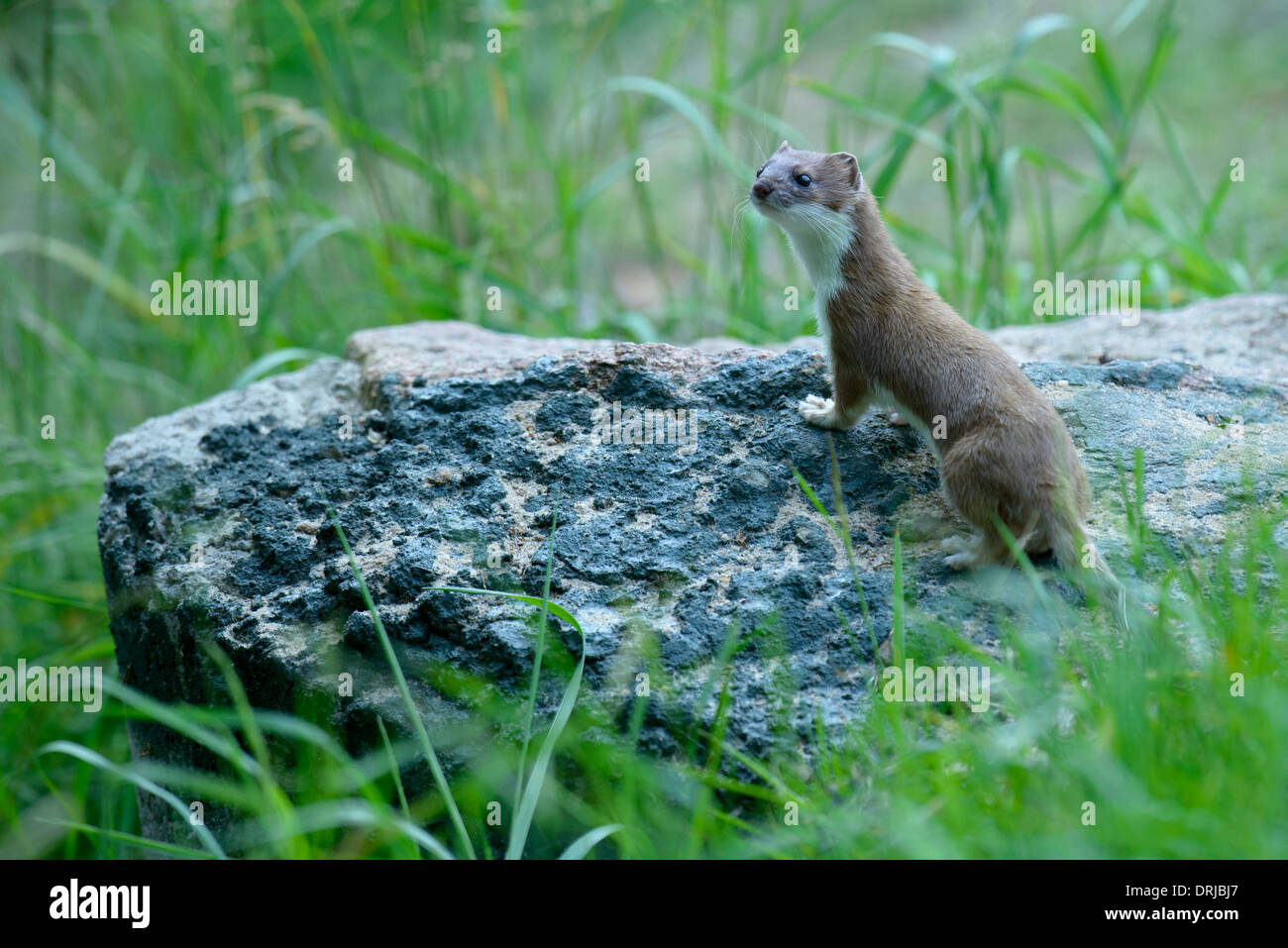 Ermellino, Mustela erminea, noto anche come il corto-tailed weasel Foto Stock