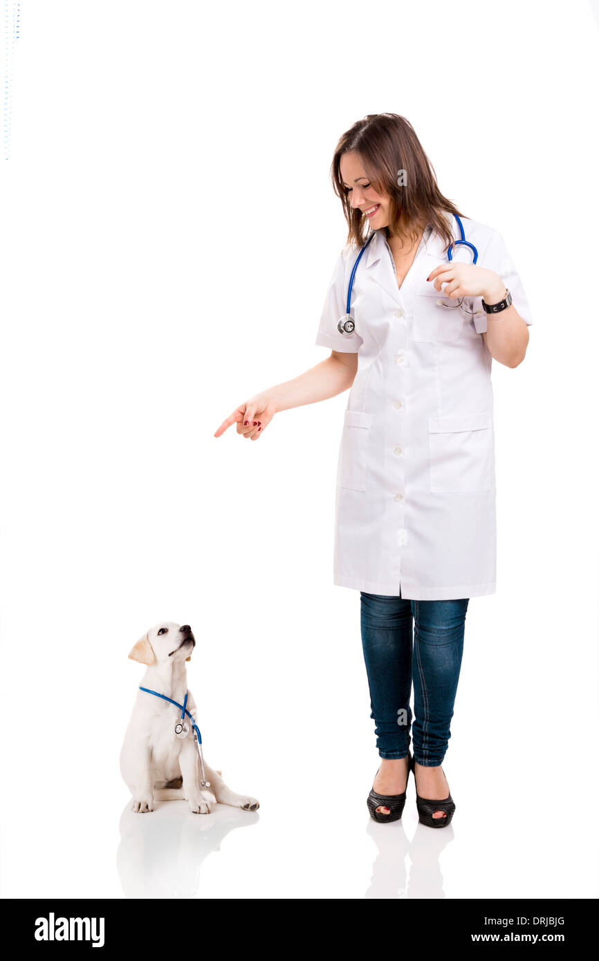Veterinario femmina con un cucciolo di Labrador cane Foto Stock