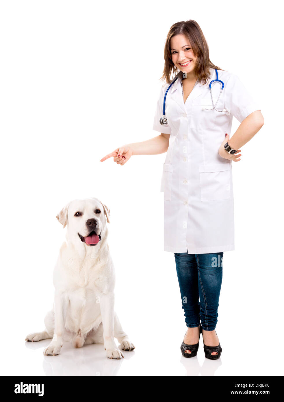 Veterinario femmina e un Labrador Foto Stock