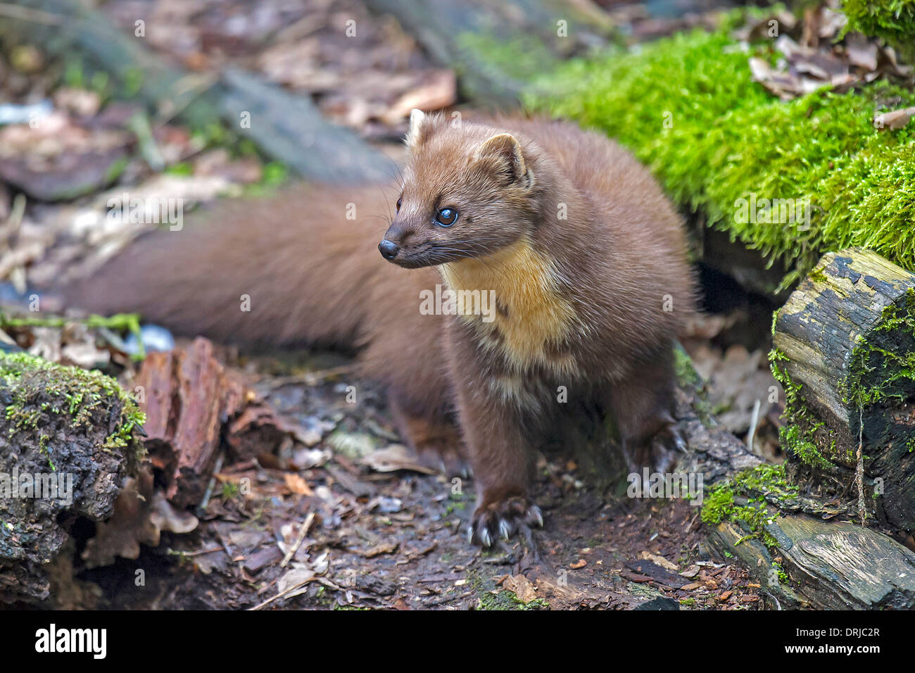 Baummarder, cadde, Marder, Martes martes, Raubtier, flink, klettern, kletternd Foto Stock