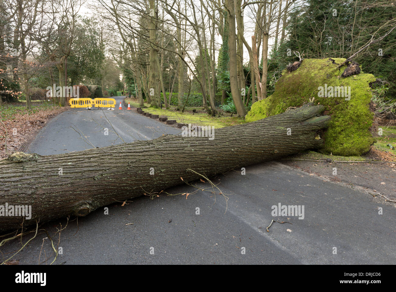 Sevenoaks, Kent. 27 gennaio, 2014. Un albero maturo soffiata oltre nel vento e pioggia in cima Sevenoaks Kent, White Horse Road , 27 gennaio 2014, causando una chiusura della strada su una strada di campagna. Credito: Yon Marsh/Alamy Live News Foto Stock