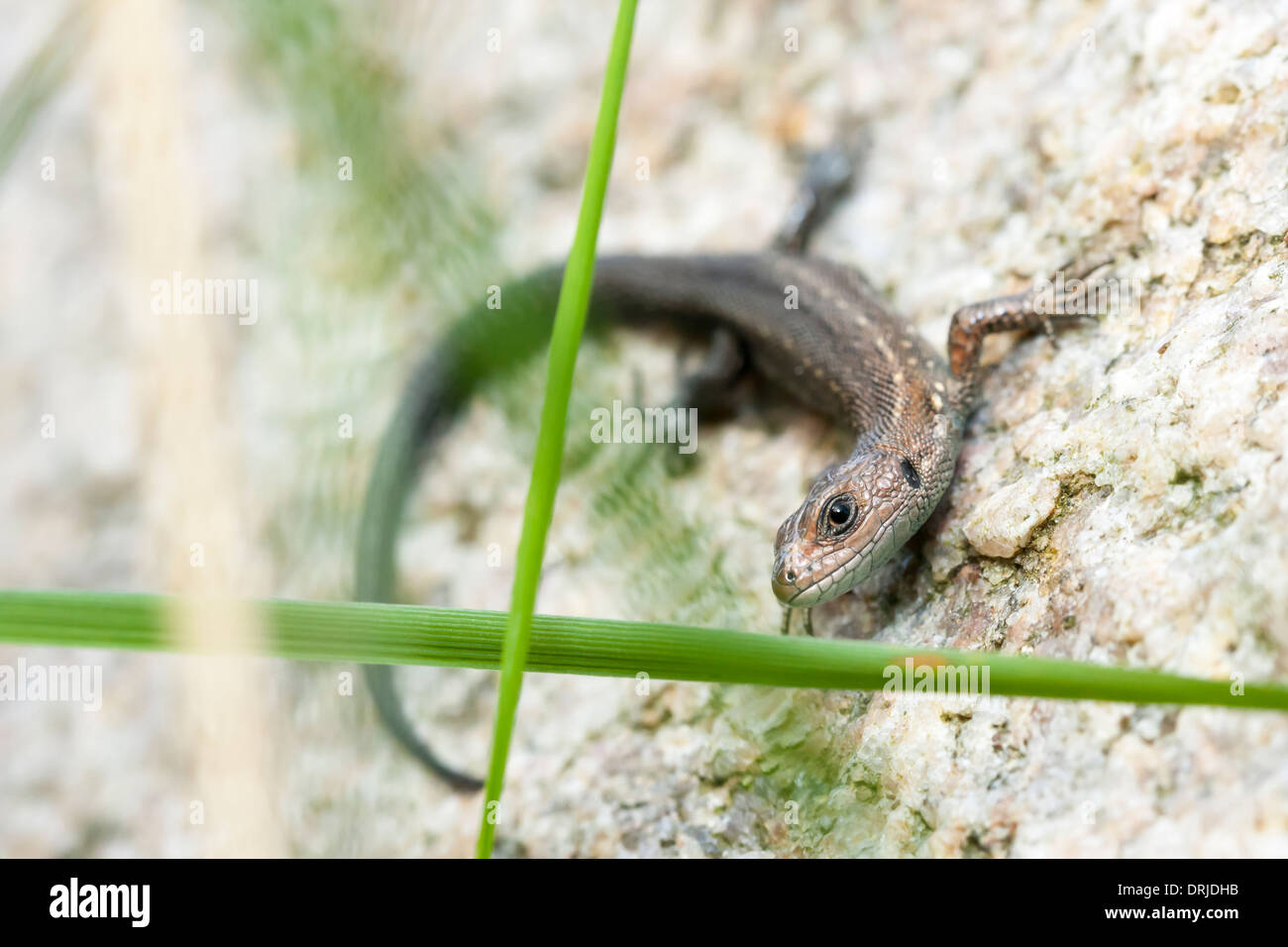 Little brown lizard cercando su roccia bianca Foto Stock
