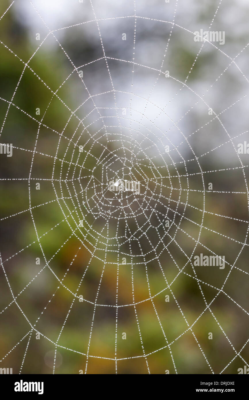 Primo piano di un umido spider web in forma di cerchio Foto Stock