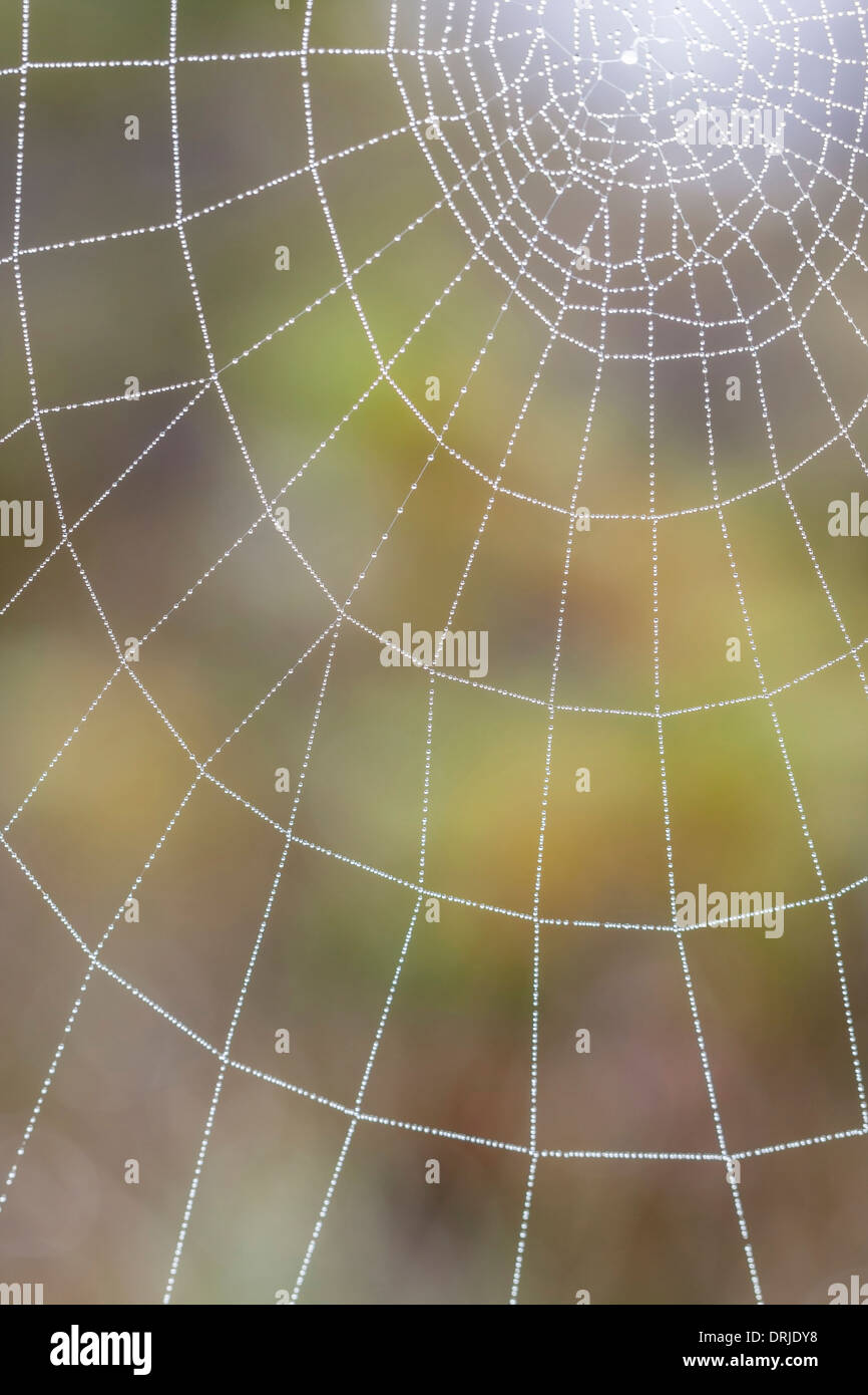 Primo piano di un umido spider web in forma di cerchio Foto Stock