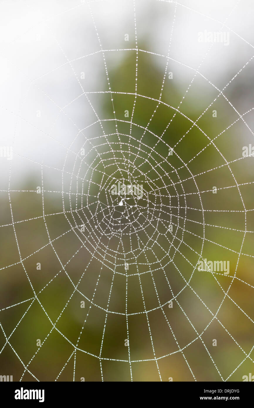 Primo piano di un umido spider web in forma di cerchio Foto Stock