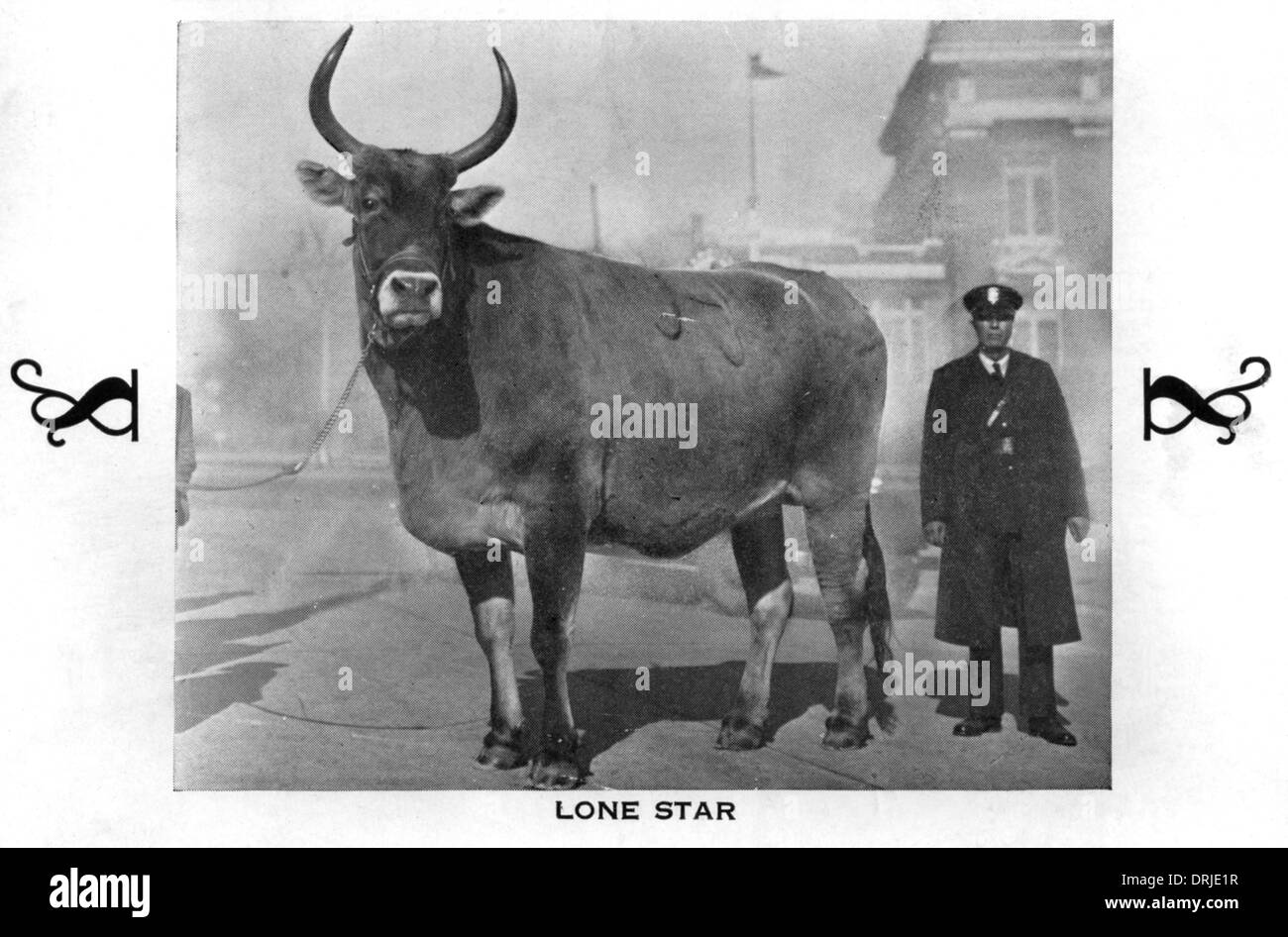 Lone Star - mucca più grande in tutto il mondo - Texas Foto Stock