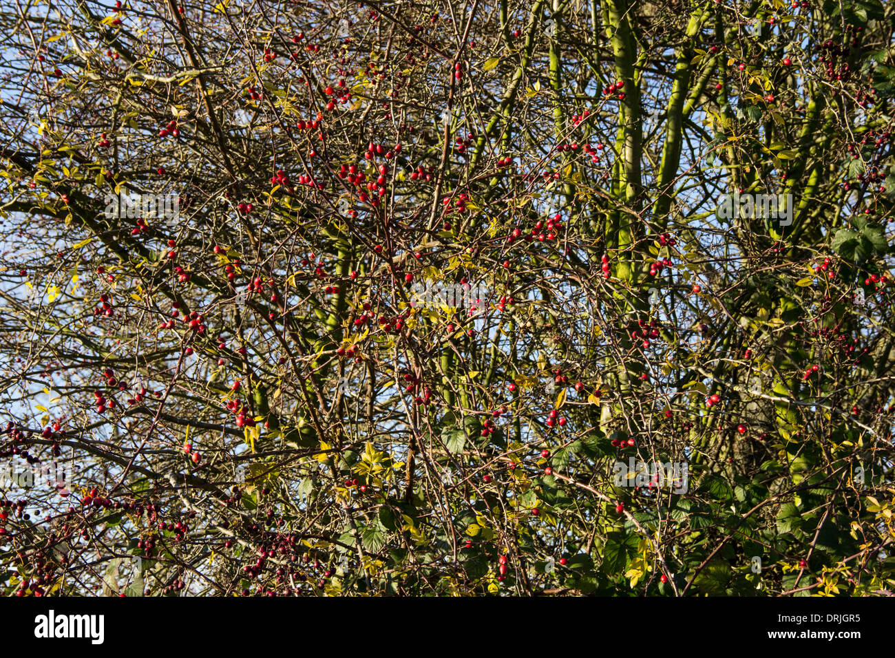 Luminose rosse bacche Foto Stock Luminose rosse bacche Foto Stock