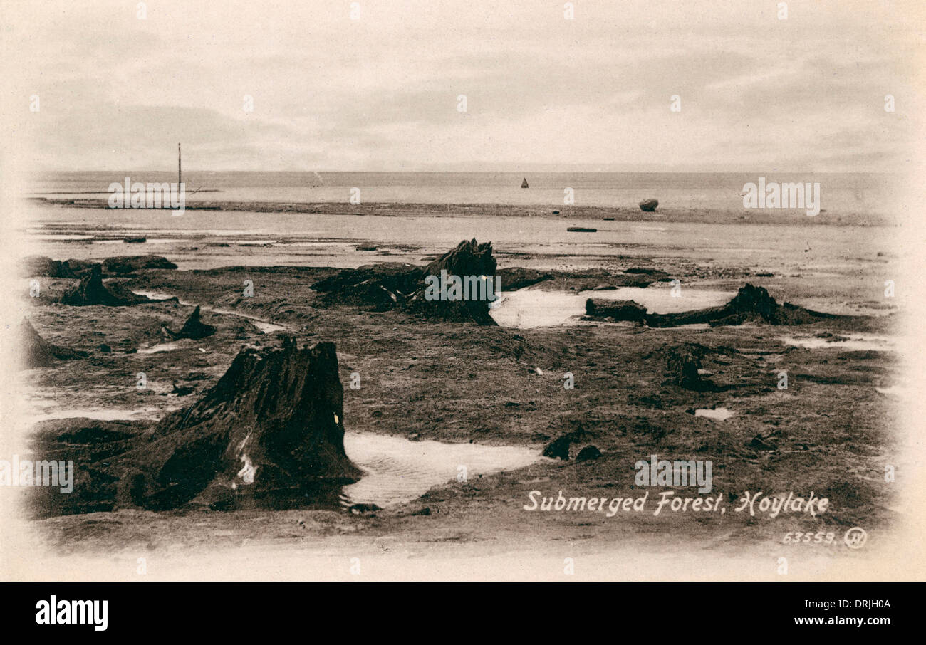 Hoylake, Merseyside - sommerso () Petrified Forest Foto Stock