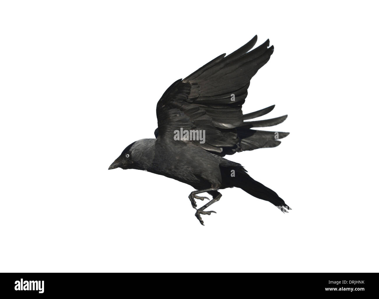 Taccola Corvus monedula in volo. Foto Stock