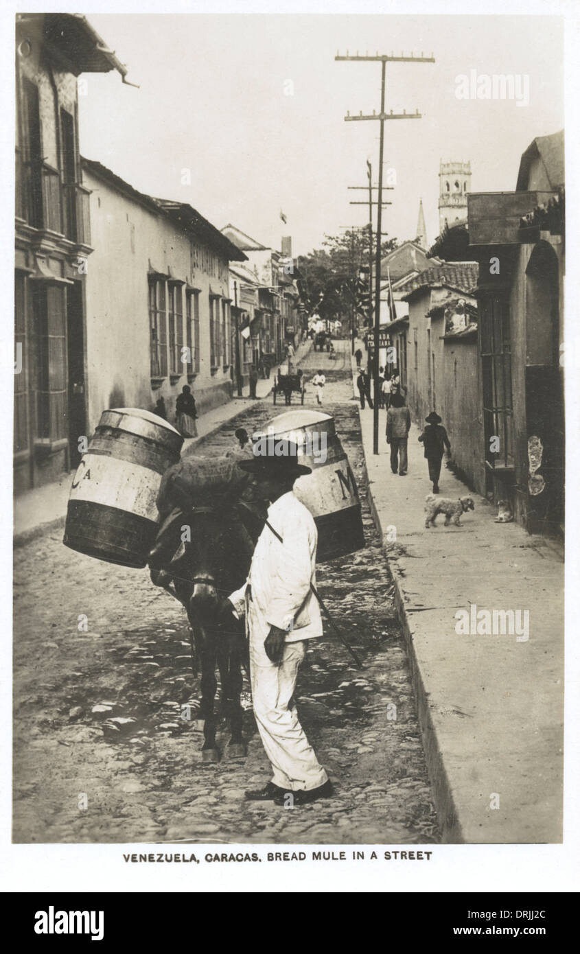 Venezuela, Caracas - Pane ambulante venditore e mulo Foto Stock