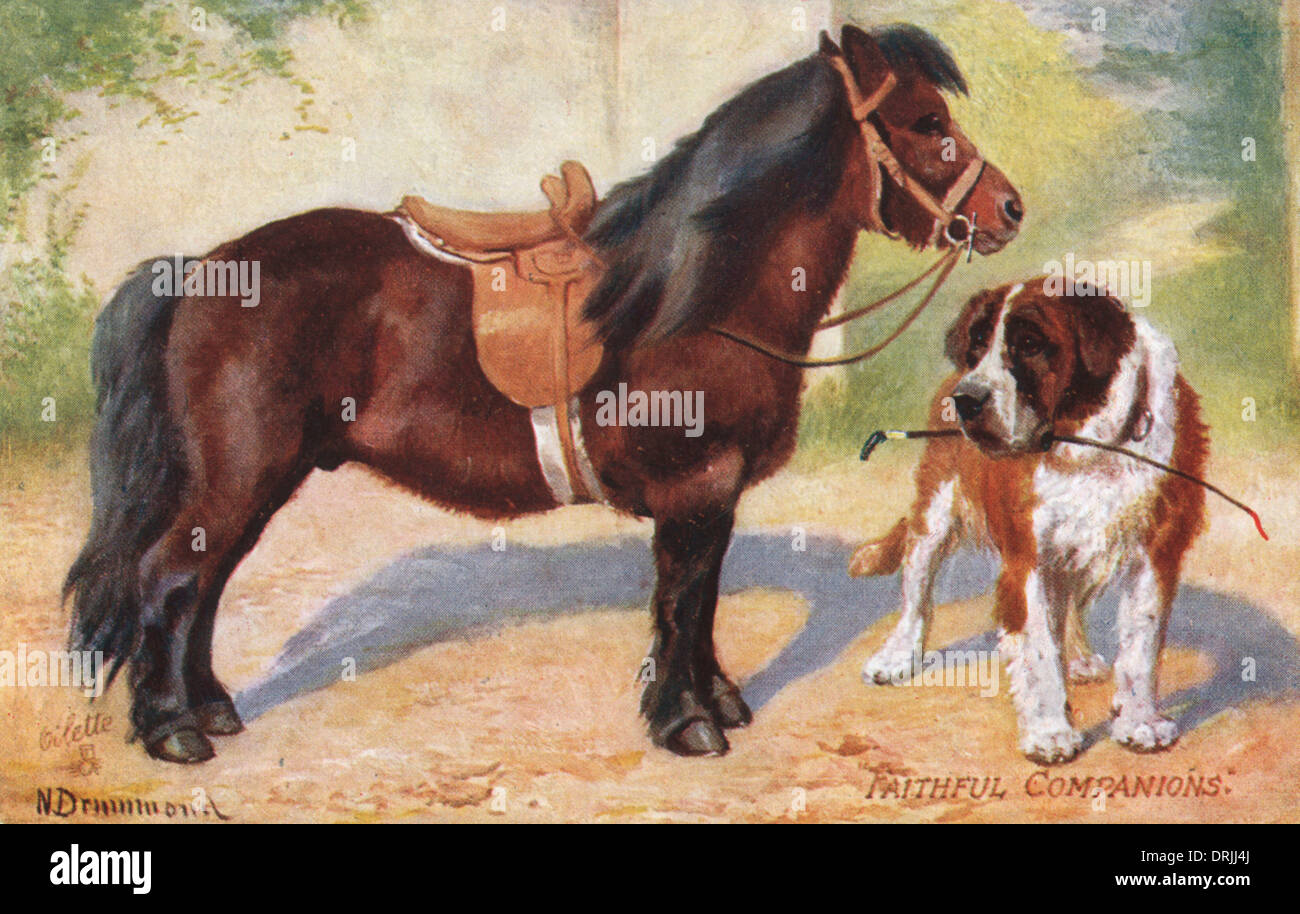 Pony Shetland e St Bernard Dog Foto Stock