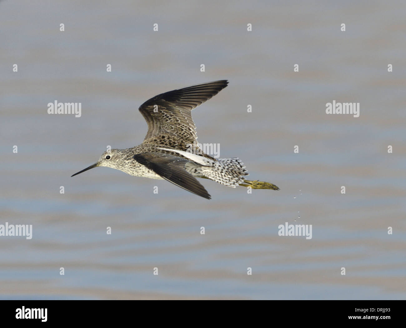 Marsh Sandpiper Tringa stagnatilis Foto Stock