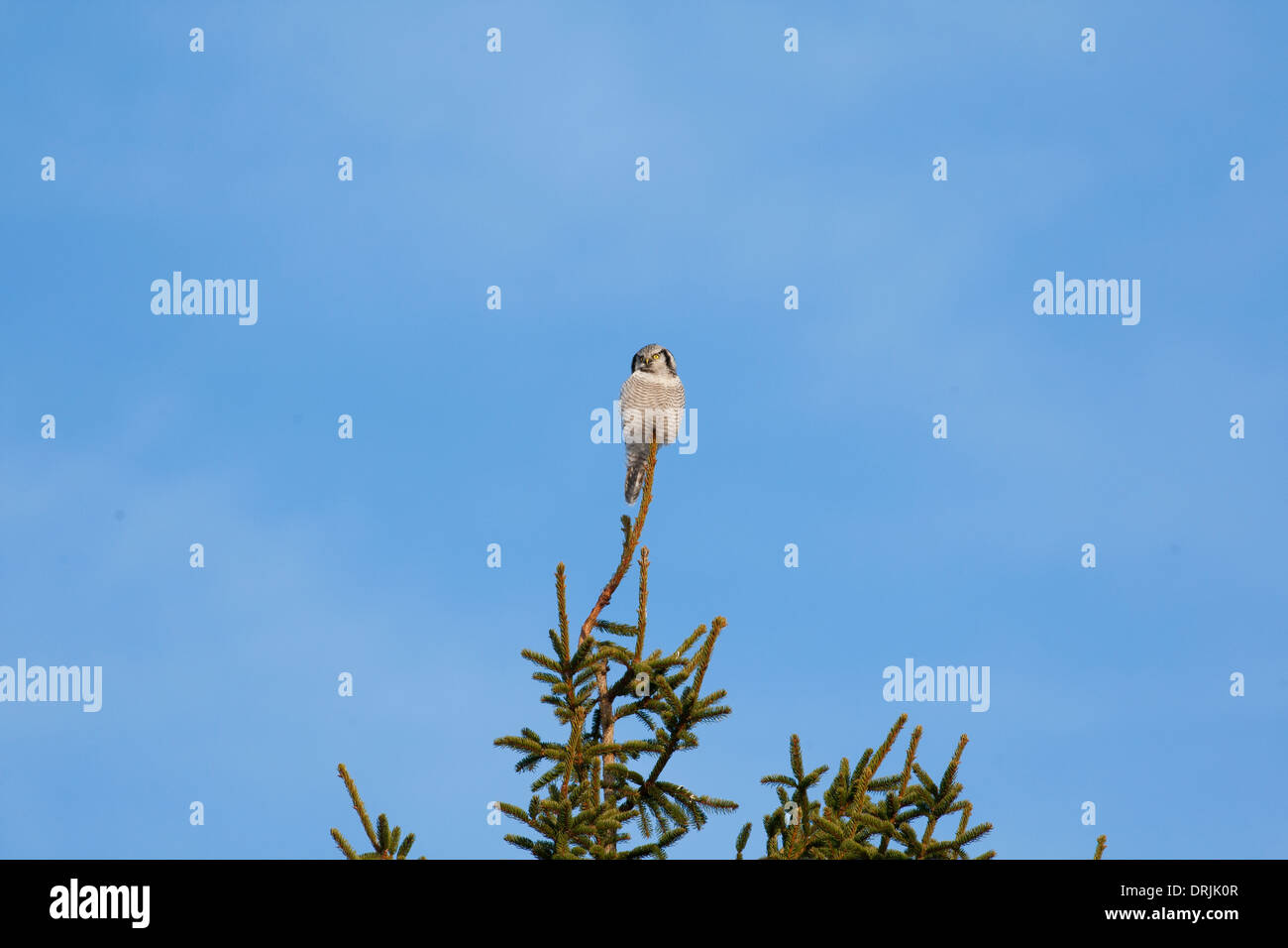 Hawkowl seduto in un albero alto Foto Stock