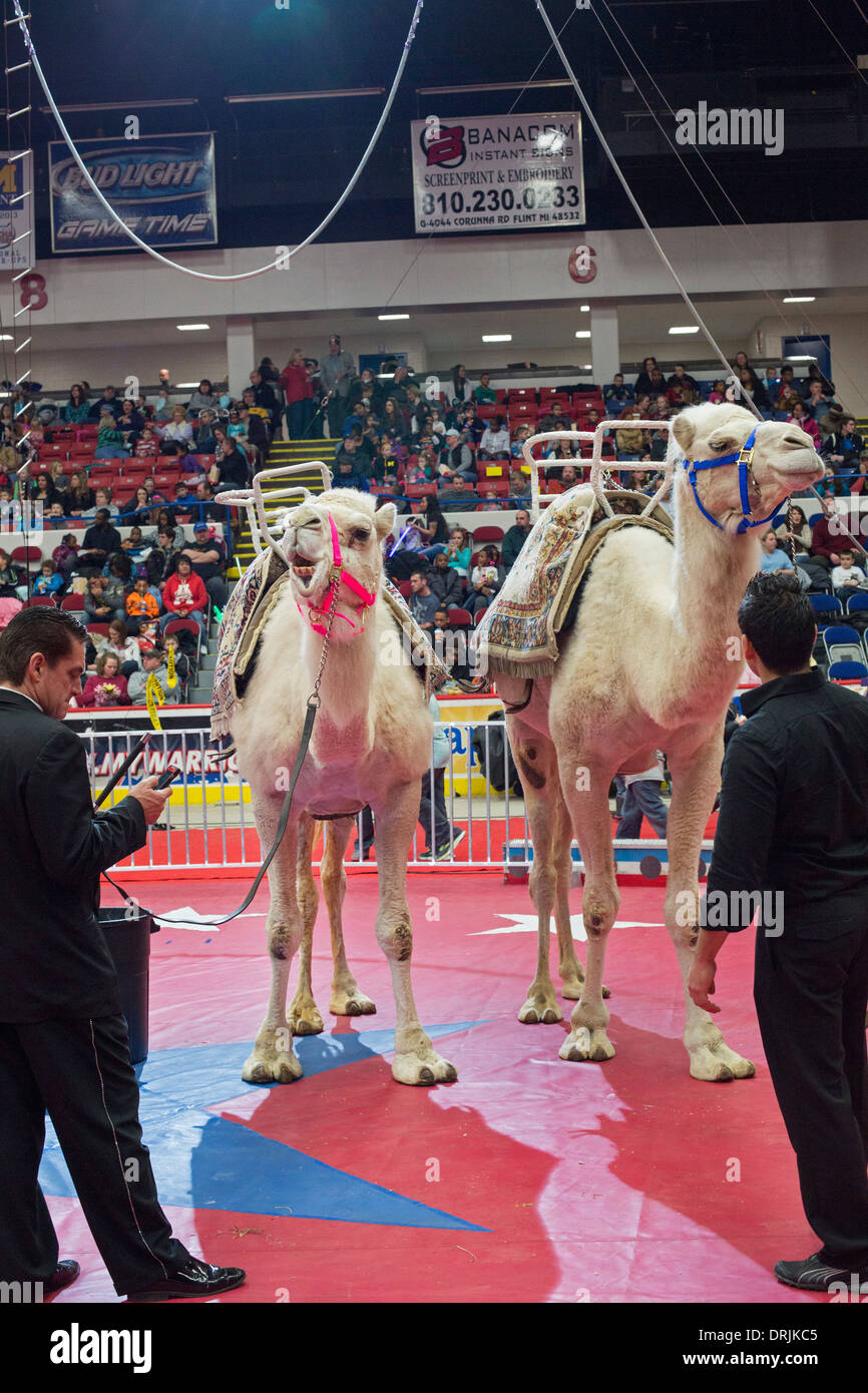 Selce, Michigan - un cammello attende come il suo gestore controlla il suo telefono cellulare prima di una performance del circo del santuario. Foto Stock