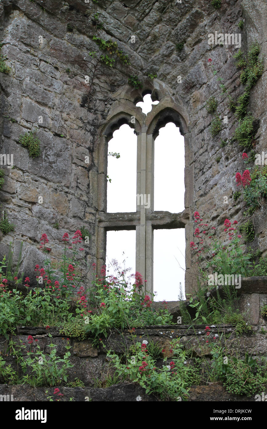 Muro di Castello, fiori, fiori di parete, finestra ad arco, costruito in pietra Foto Stock