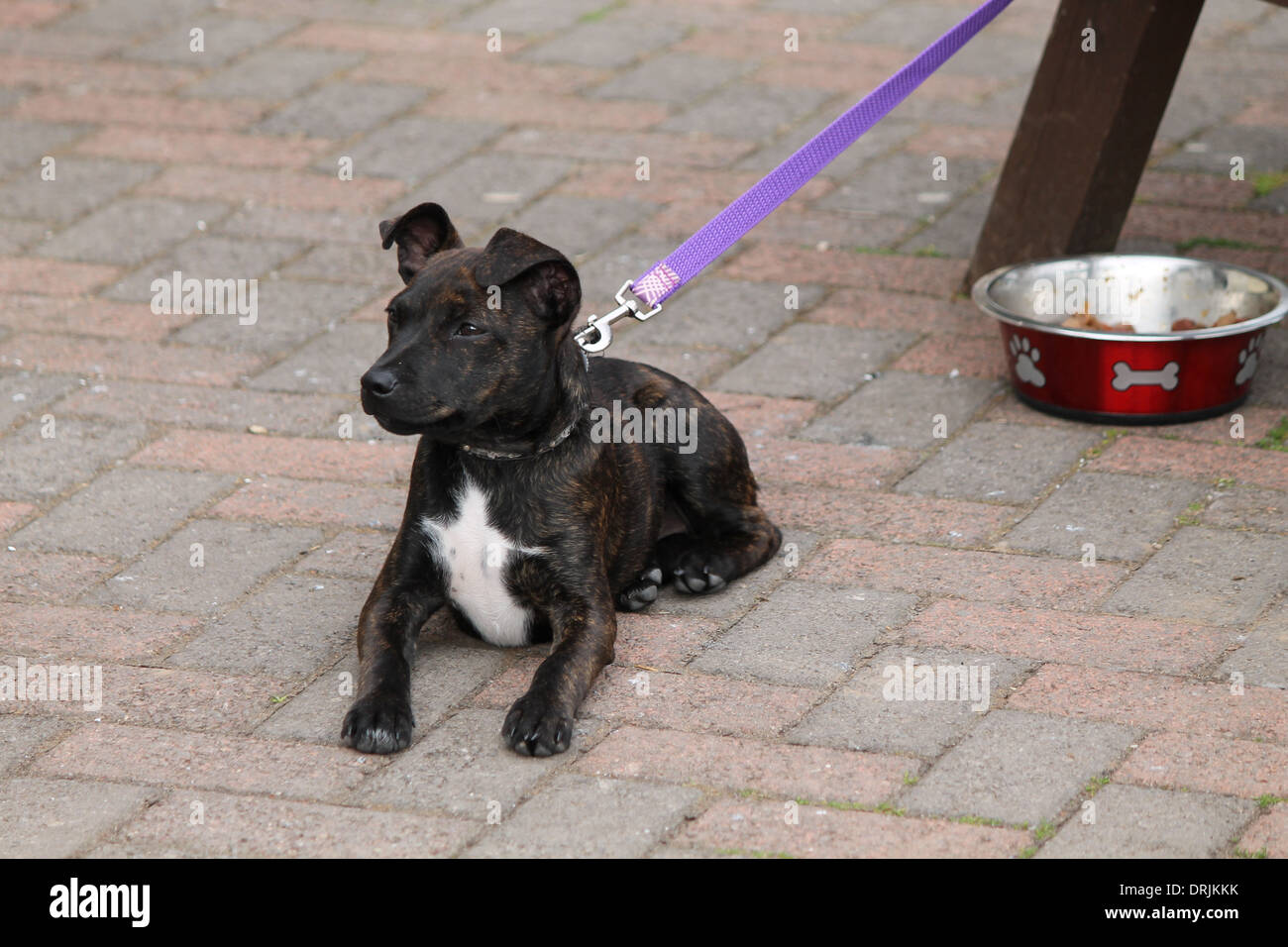 Dark brindle Staffie, Staffordshire Bull Terrier cucciolo prevista sul terreno in guardia Foto Stock