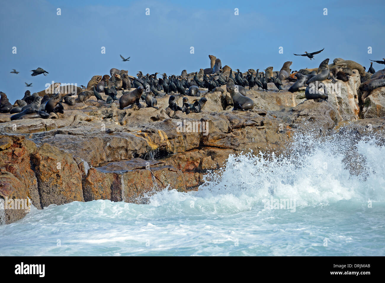 I leoni marini Arctocephalus pusillus e cape cormorano Phalacrocorax capensis sulla guarnizione Islanda, False Bay, Simons città vicino a Capetown Foto Stock