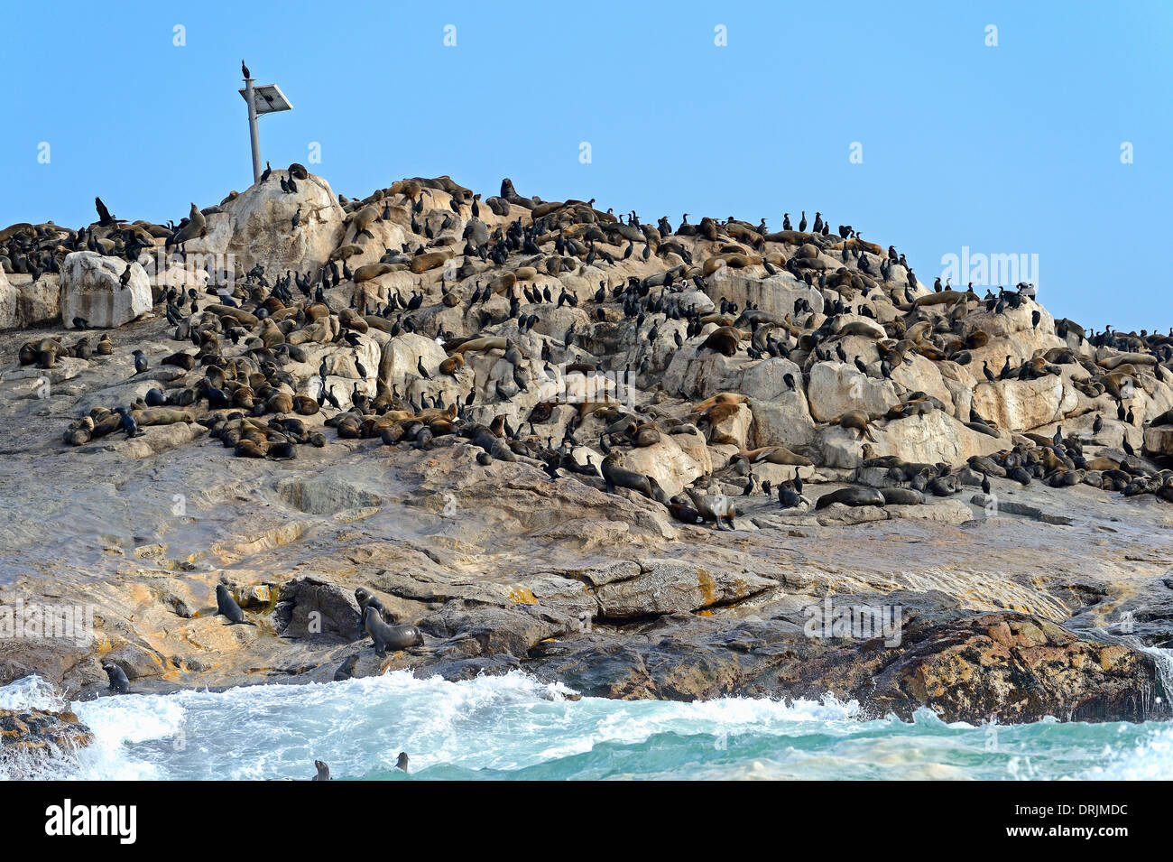 I leoni marini Arctocephalus pusillus e cape cormorano Phalacrocorax capensis sulla guarnizione Islanda, False Bay, Simons città vicino a Capetown Foto Stock