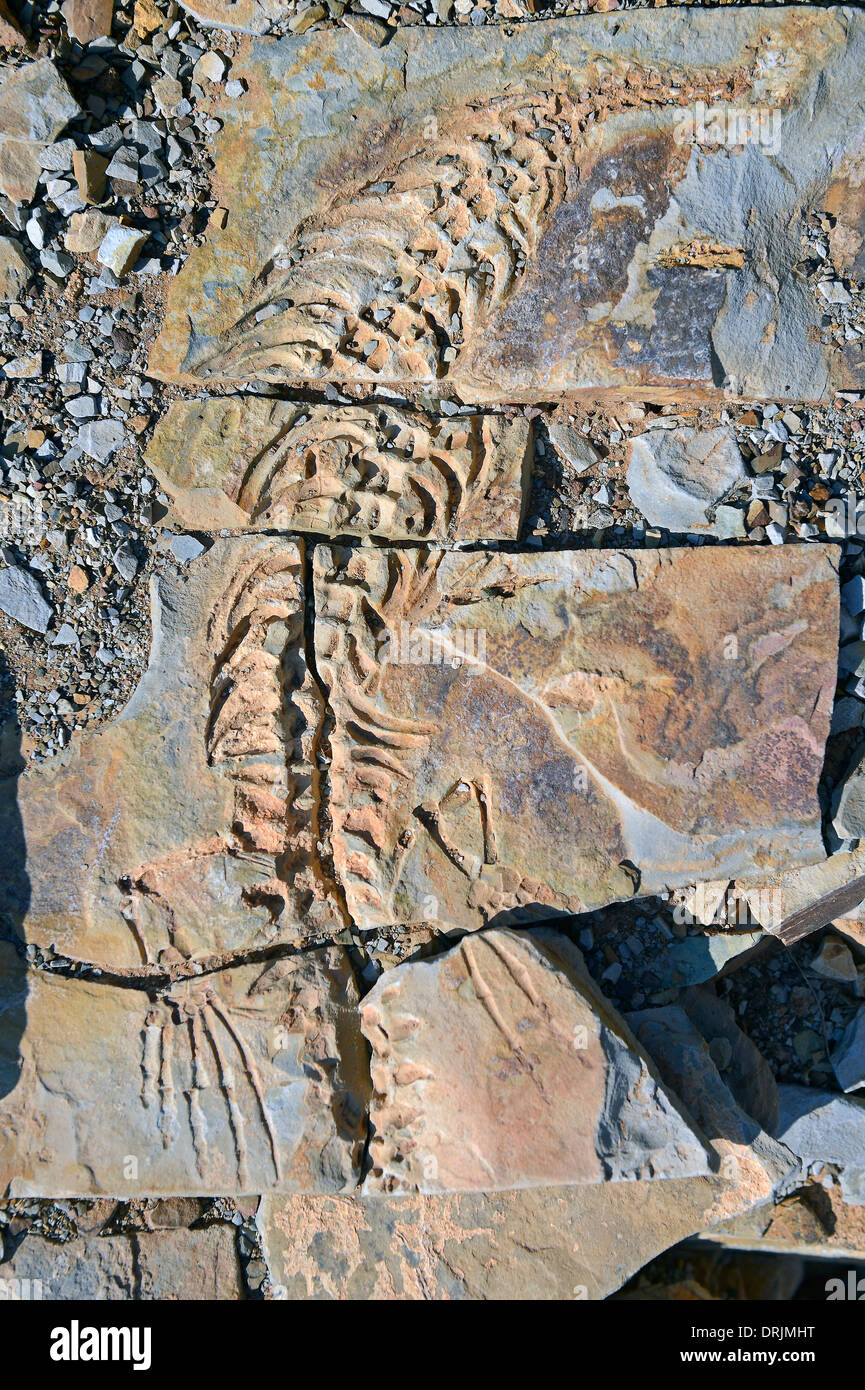 Circa 300 milioni di anni di fossili di Mesosaurus tenuidens con Keetmanshoop, Namibia, Africa, ca. 300 Millionen Jahre alt Foto Stock