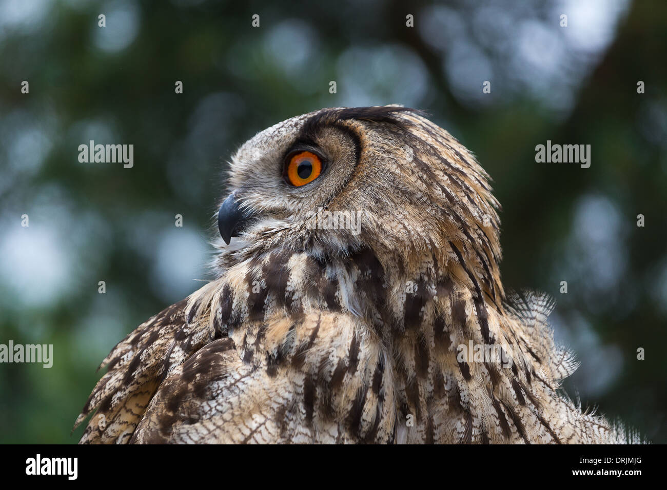 Unione gufo reale (Bubo bubo) preparandosi a prendere parte a una falconeria visualizzare accanto al Lac de Serre Ponçon nelle Alpi francesi Foto Stock