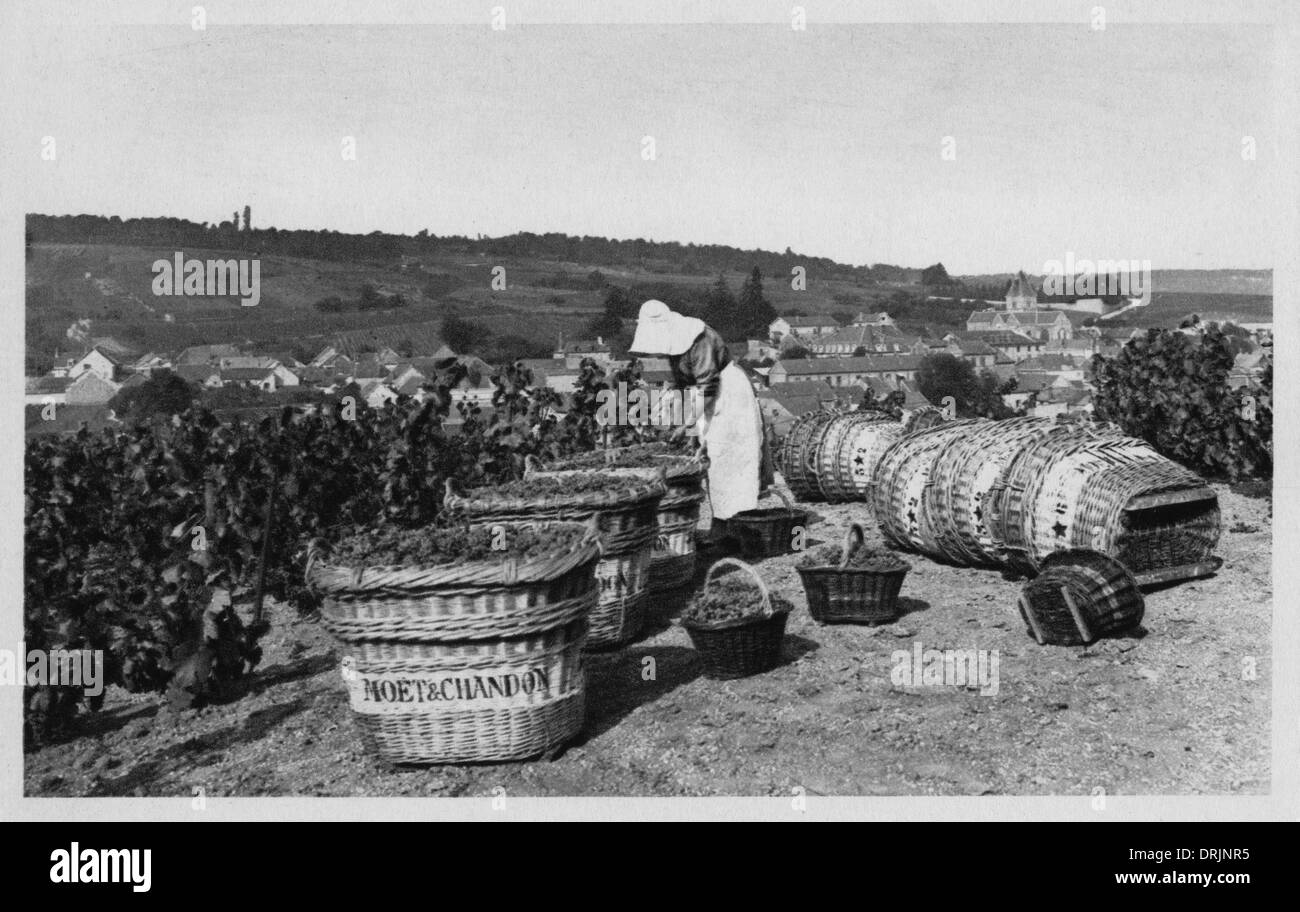 Una donna francese di uva raccolta nei vigneti. Foto Stock