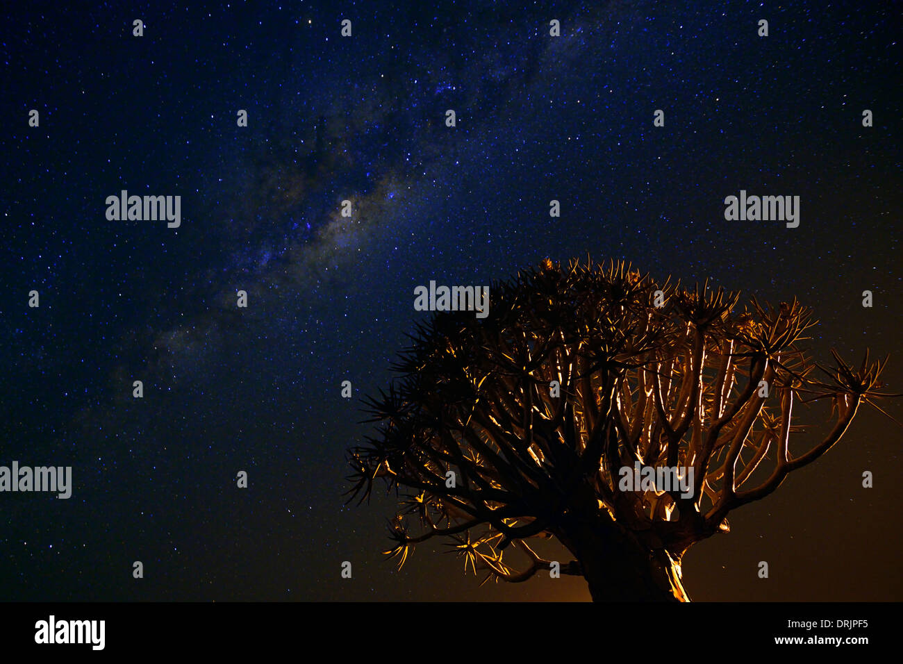 La Via Lattea con la faretra albero o Quivertree Afrikaans, Kocurboom, aloe dichotoma notte di ammissione, di Keetmanshoop, Namibia, Africa, mi Foto Stock