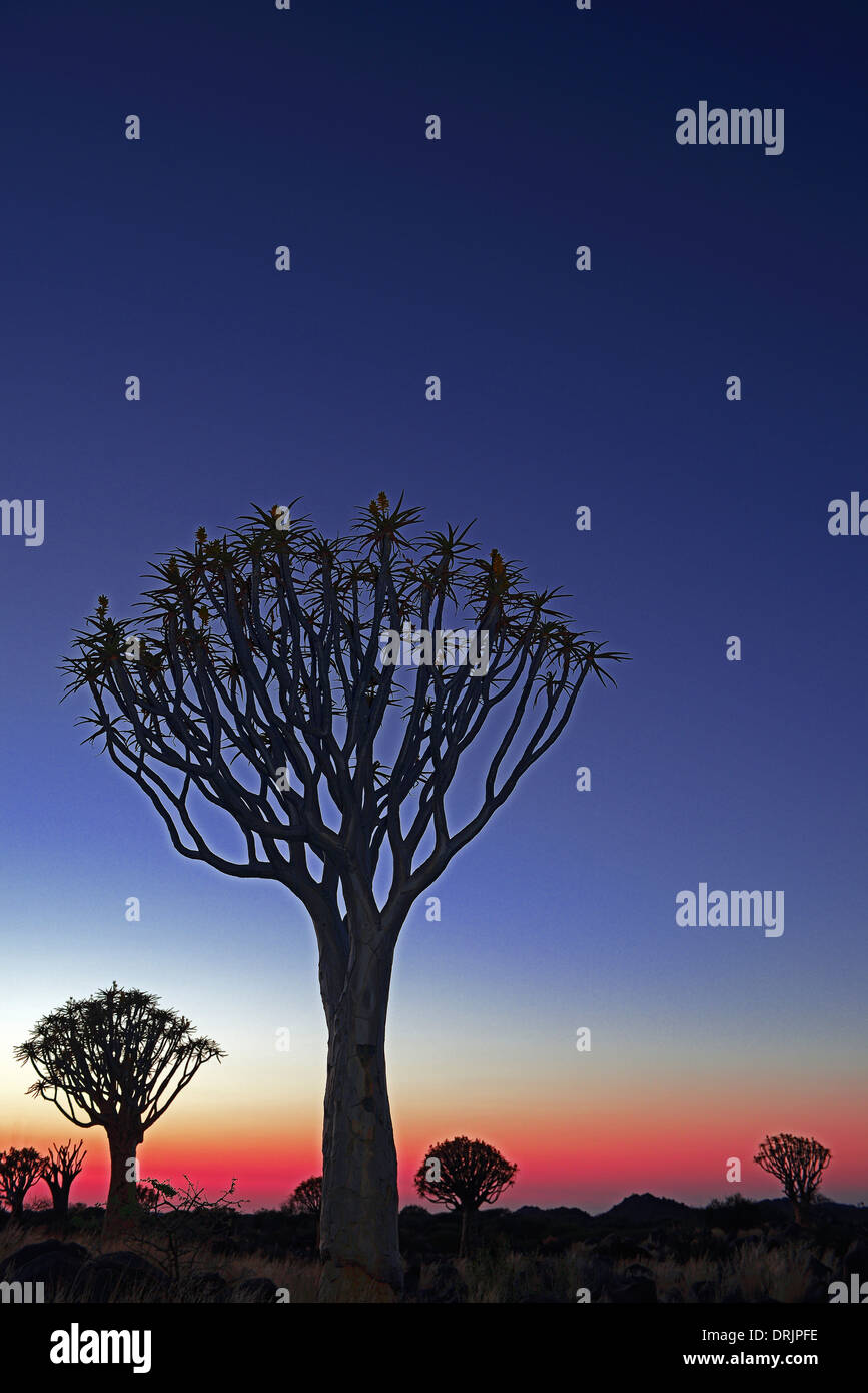 Faretra albero o Quivertree Afrikaans, Kocurboom, aloe dichotoma nella prima luce del mattino, Keetmanshoop, Namibia, Africa, Koeche Foto Stock