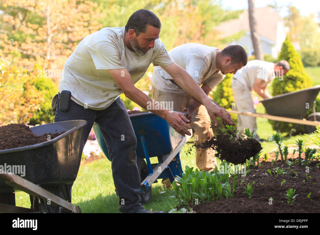 Paesaggisti mettendo strame dalle carriole in un home Flower Garden Foto Stock