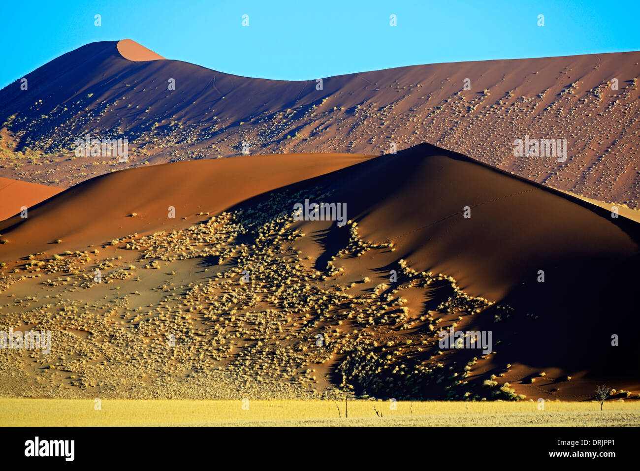 Le gigantesche dune di sabbia nell'ultima luce della sera, Namib Naukluft national park, Sossusvlei, Namibia, Africa, riesige Sandduenen im Foto Stock