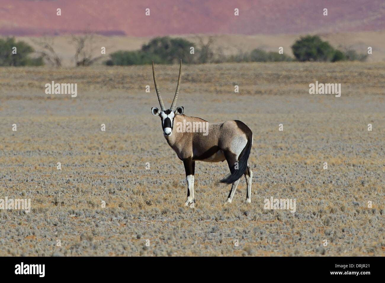 Spit capra, Oryx antilopi Oryx gazella del Namib Naukluft national park, Sossusvlei, Namibia, Africa, Spiessbock, Oryx Antilop Foto Stock