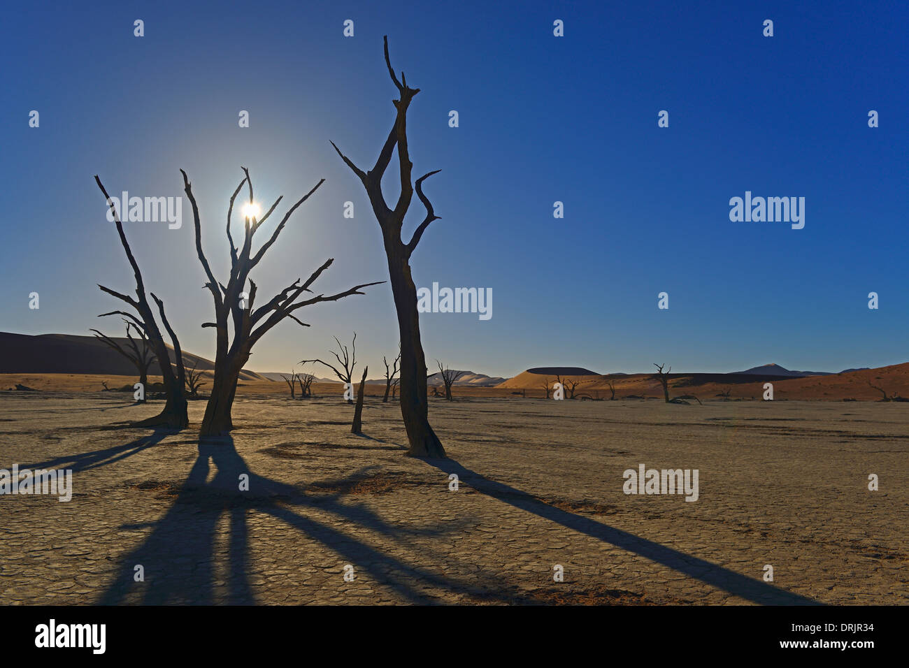 Camel Thorn trees Acacia erioloba, anche camel thorn o camel thorn acacia nell'ultima luce della sera, Namib Naukluft national par Foto Stock