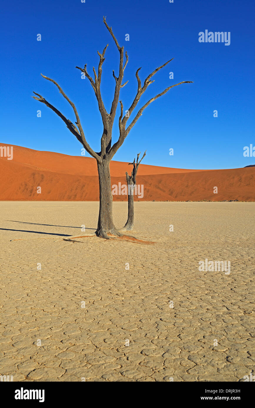 Camel Thorn trees Acacia erioloba, anche camel thorn o camel thorn acacia nell'ultima luce della sera, Namib Naukluft national par Foto Stock