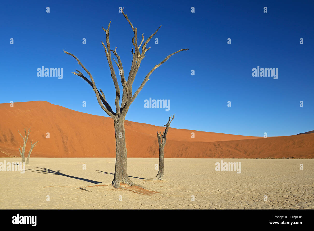 Camel Thorn trees Acacia erioloba, anche camel thorn o camel thorn acacia nell'ultima luce della sera, Namib Naukluft national par Foto Stock